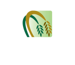 hassanalirice
